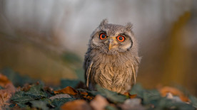 宠物动物合集呆萌猫头鹰