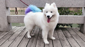 宠物动物合集治愈萨摩耶