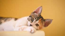 宠物动物合集宠物猫咪照片