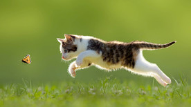 宠物动物合集飞天小奶猫