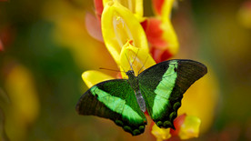 动物世界昆虫——蝴蝶