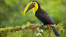 动物世界奇异鸟类