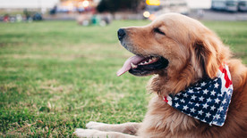 宠物治愈笑容照片