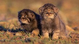 宠物动物合集萌萌兔狲