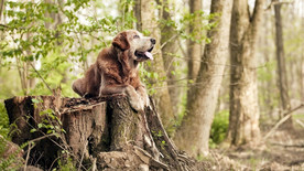 宠物动物照片狗狗望天