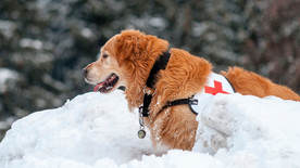 宠物动物合集狗狗雪地玩耍
