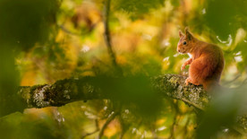 宠物动物合集松鼠