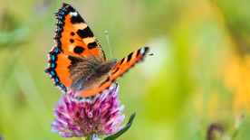 宠物动物合集蝴蝶采花