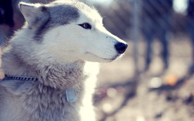 宠物动物合集英气哈士奇