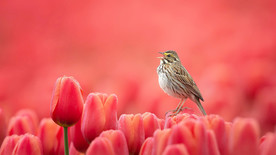 宠物动物合集花海鸟儿