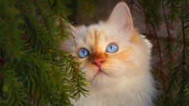 宠物动物合集猫咪壁纸