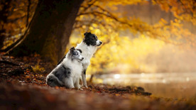 宠物动物合集狗狗治愈壁纸