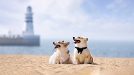 宠物动物合集治愈狗狗