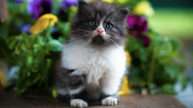 宠物动物合集隐藏的小奶猫