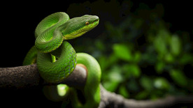 宠物动物合集青蛇