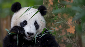 宠物动物合集panda