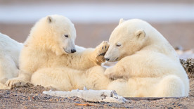 动物世界北极熊照片