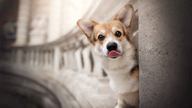 宠物壁纸狗狗照片