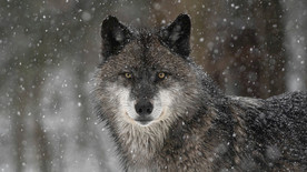 动物世界狼摄影