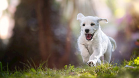 狗狗户外照片宠物壁纸