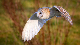 动物壁纸动物世界奇异鸟儿