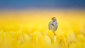 动物世界奇异鸟儿