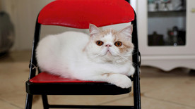 丑萌猫咪端坐椅子上