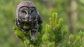 猫头鹰摄影照片