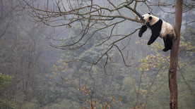 熊猫爬树熊猫睡觉壁纸