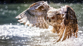 动物世界雕猎食