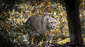 动物世界豹子摄影