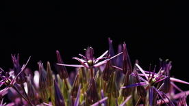 葱花葱子大葱图片