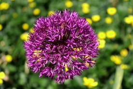 葱花葱子大葱图片