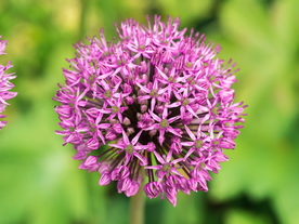 葱花葱子大葱图片