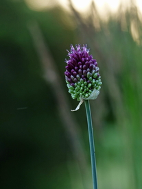 葱花葱子大葱图片
