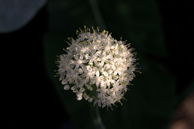 葱花葱子大葱图片