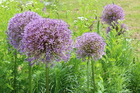 葱花葱子大葱图片