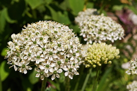 葱花葱子大葱图片
