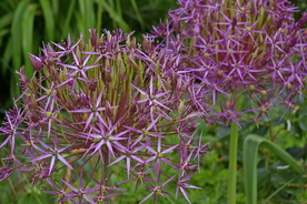 葱花葱子大葱图片