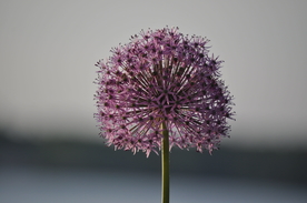 葱花葱子大葱图片