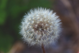 蒲公英蒲公英花图片