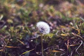 蒲公英蒲公英花图片