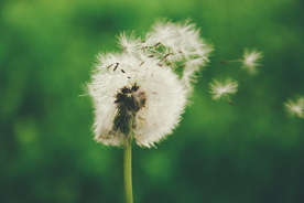 蒲公英蒲公英花图片