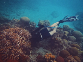 珊瑚珊瑚礁海底礁石图片