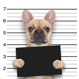 宠物狗 动物世界