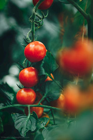 番茄 西红柿  绿植