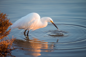 白鹭空山鸟语图片