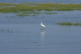 白鹭空山鸟语图片