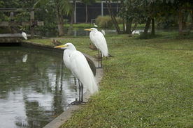 白鹭空山鸟语图片