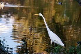 白鹭空山鸟语图片